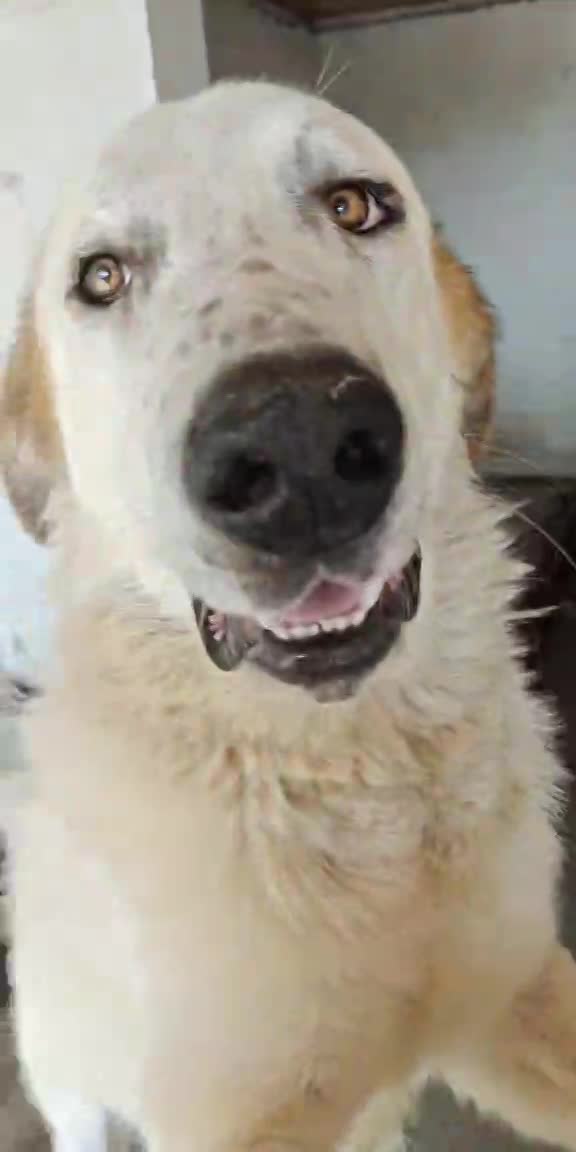 🐾 BALOO  💖 Een grote zachte knuffelbeer met een hart van goud 💖