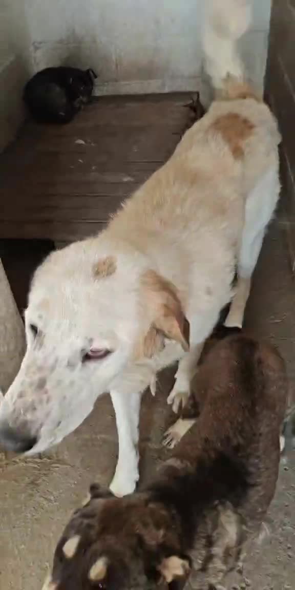 🐾 BALOO  💖 Een grote zachte knuffelbeer met een hart van goud 💖