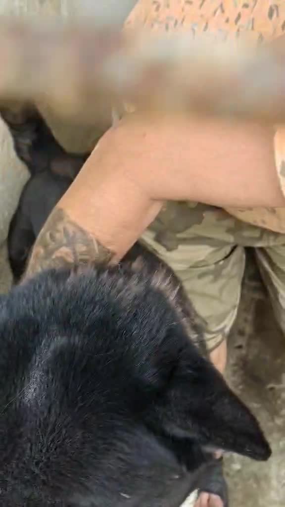 AMERICAN AKITA - COMING SOON 