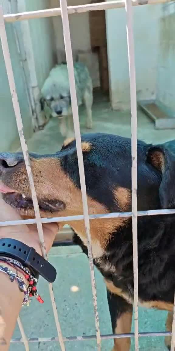 ***  PRE RESERVATIE  ***   💖 EVA "EEFJE" – een liefdevolle zachtaardige schoonheid 💖