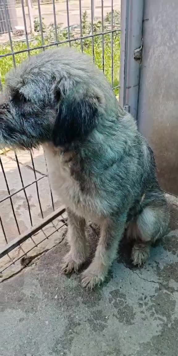 ***  PRE RESERVATIE  ***   💖 EVA "EEFJE" – een liefdevolle zachtaardige schoonheid 💖