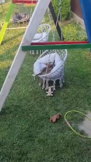 *** GEADOPTEERD *** 🐾✨ Ontmoet N A L A – een klein zonnestraaltje met een groot hart ✨🐾