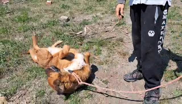 H O N E Y **** PRE RESERVATIE *** Ze wacht al 6 jaar!!!