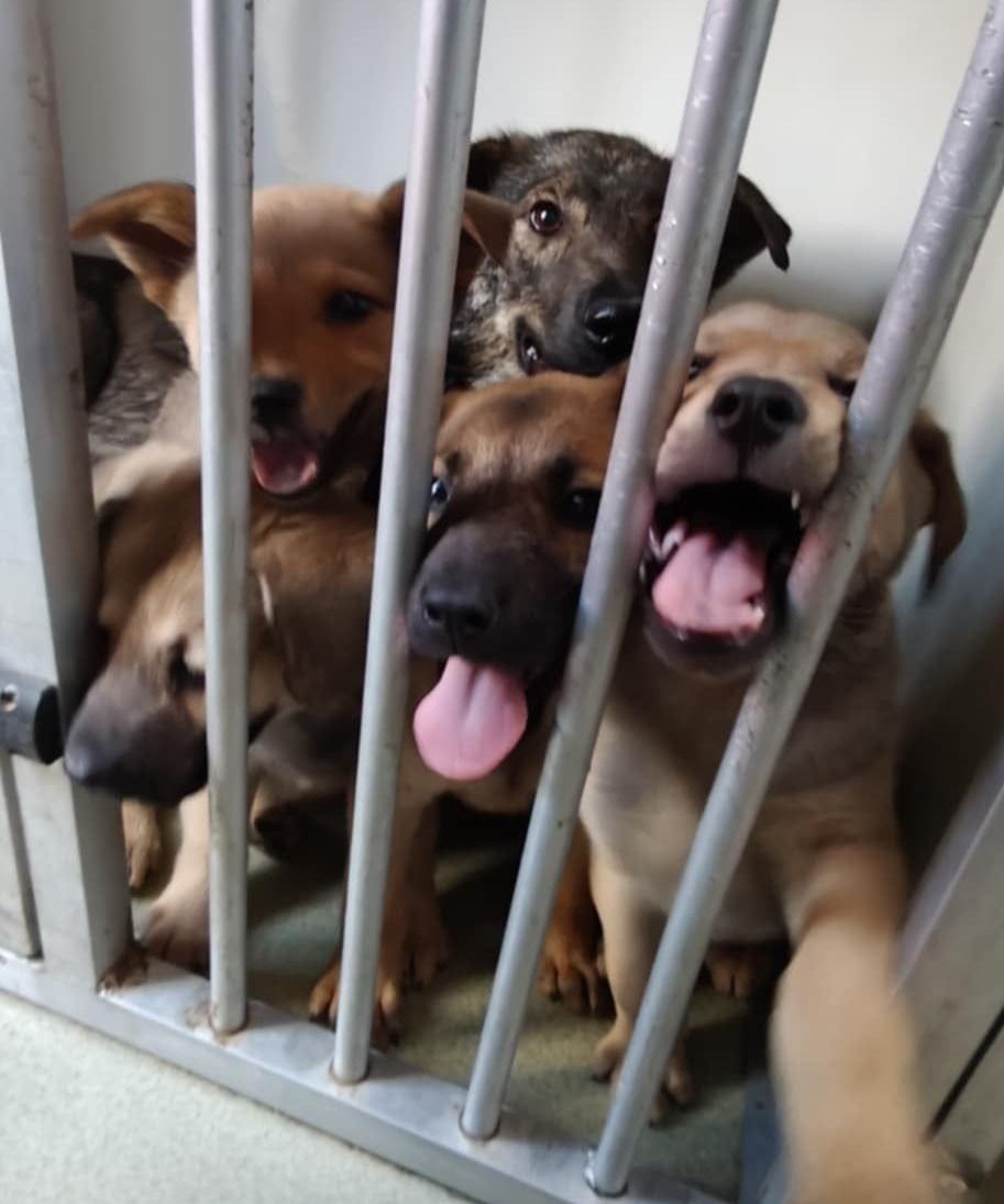 NET GEREDE - COMING SOON - MAMA MET 4 PUPS