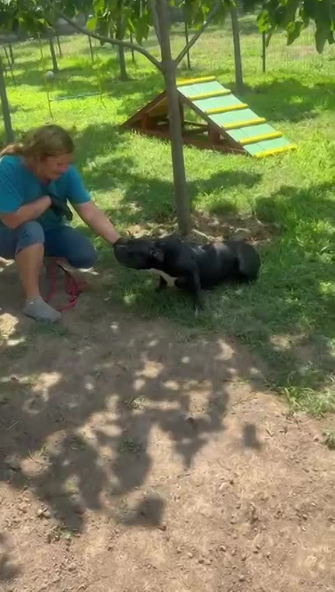 🌸 C H A R L O T T E   (L O T J E) 🌸