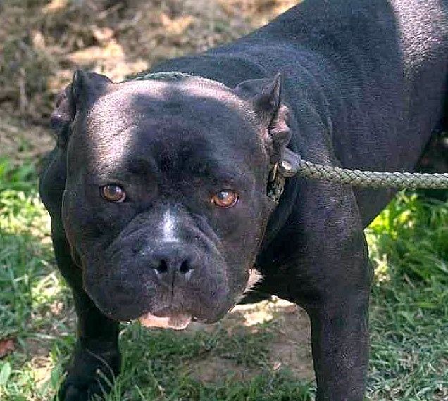 CHARLOTTE "LOTJE" POCKET AMERICAN BULLY