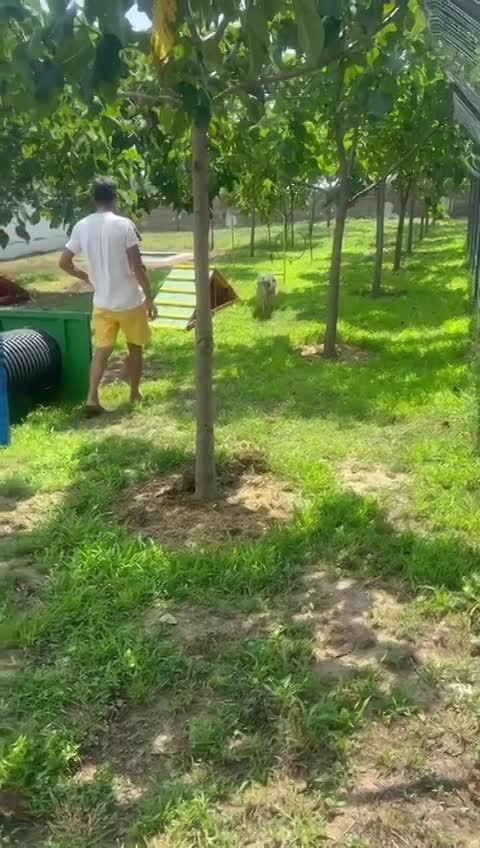 *** PRE RESERVATIE  *** 🐾 Jules – “Julleke” – een knappe jongeman met een Disney-allure 🐾