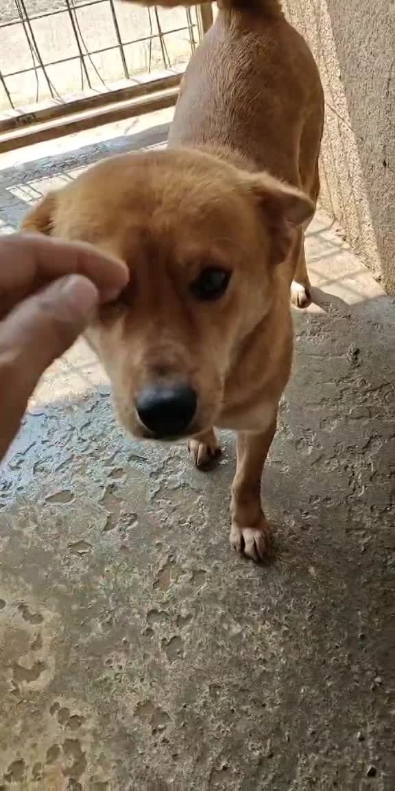 *** GEADOPTEERD *** 🐾 Valentina "Tina’ke" – gouden meisje met een hart en vacht van goud 🐾