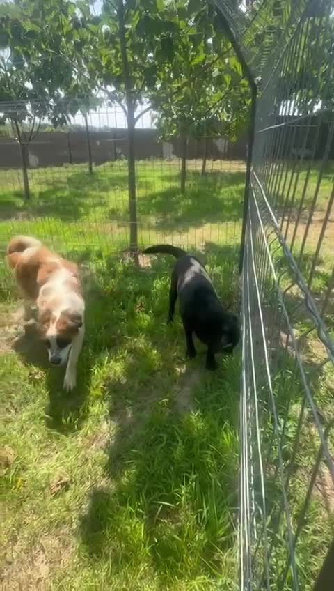 🐾 Teddy – onze zwarte parel met de gouden ziel 🐾