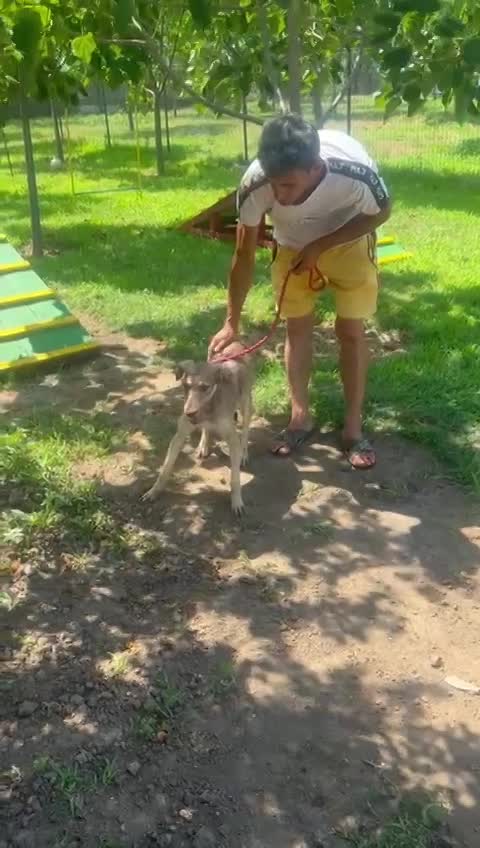 *** GEADOPTEERD UK *** 🐾 - Milo – onze zachte, pluizige knuffelbeer 🐾