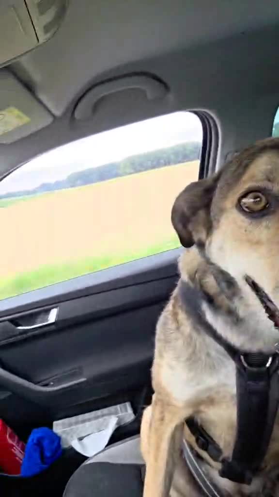 *** GEADOPTEERD *** ✨🐾 TYGO – EEN LIEVE ZACHTAARD OP ZOEK NAAR EEN FOREVER HOME 🐾✨ IN BELGIË TE BEZOEKEN!