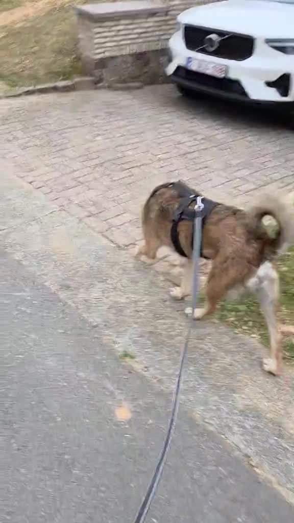 *** GEADOPTEERD *** ✨🐾 TYGO – EEN LIEVE ZACHTAARD OP ZOEK NAAR EEN FOREVER HOME 🐾✨ IN BELGIË TE BEZOEKEN!