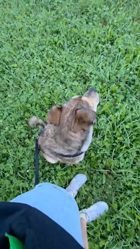 *** GEADOPTEERD *** ✨🐾 TYGO – EEN LIEVE ZACHTAARD OP ZOEK NAAR EEN FOREVER HOME 🐾✨ IN BELGIË TE BEZOEKEN!