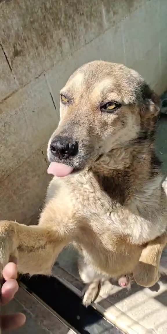 *** GEADOPTEERD *** ✨🐾 TYGO – EEN LIEVE ZACHTAARD OP ZOEK NAAR EEN FOREVER HOME 🐾✨ IN BELGIË TE BEZOEKEN!