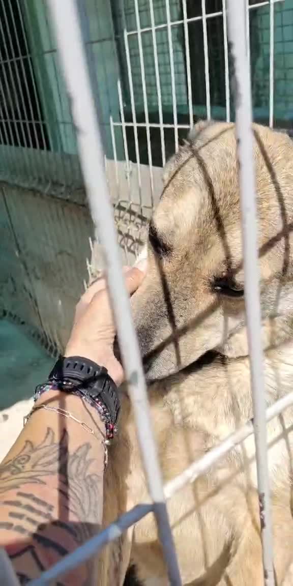 *** GEADOPTEERD *** ✨🐾 TYGO – EEN LIEVE ZACHTAARD OP ZOEK NAAR EEN FOREVER HOME 🐾✨ IN BELGIË TE BEZOEKEN!