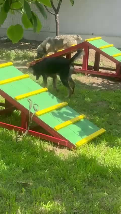 ***  PRE RESERVATIE  ***   💖 EVA "EEFJE" – een liefdevolle zachtaardige schoonheid 💖