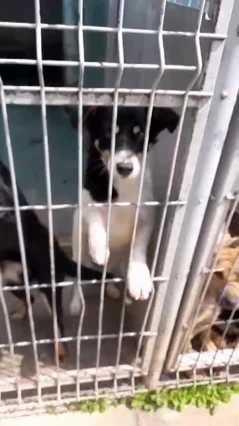 *** GEADOPTEERD UK *** ✨ Vicky – vrolijk meisje met een gouden hart ✨