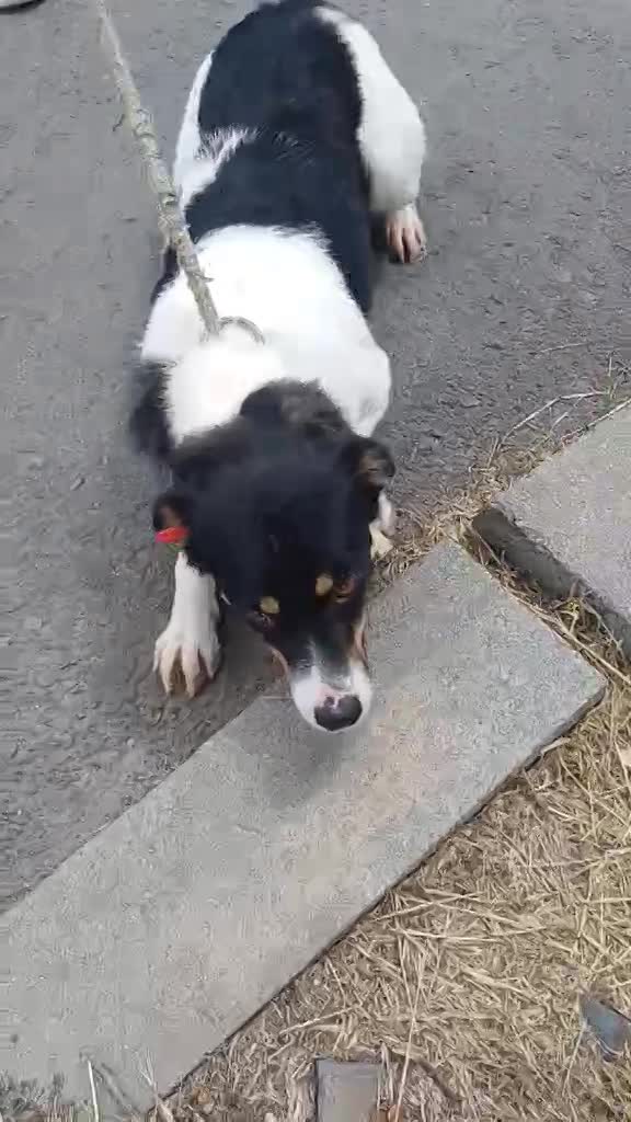 *** GEADOPTEERD UK *** ✨ Vicky – vrolijk meisje met een gouden hart ✨