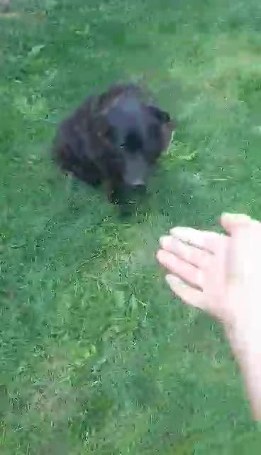 💔 Het trieste verhaal van Old Bobby 💔