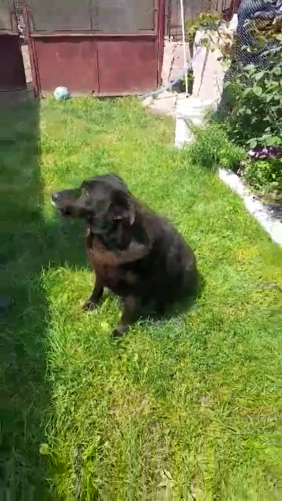 💔 Het trieste verhaal van Old Bobby 💔