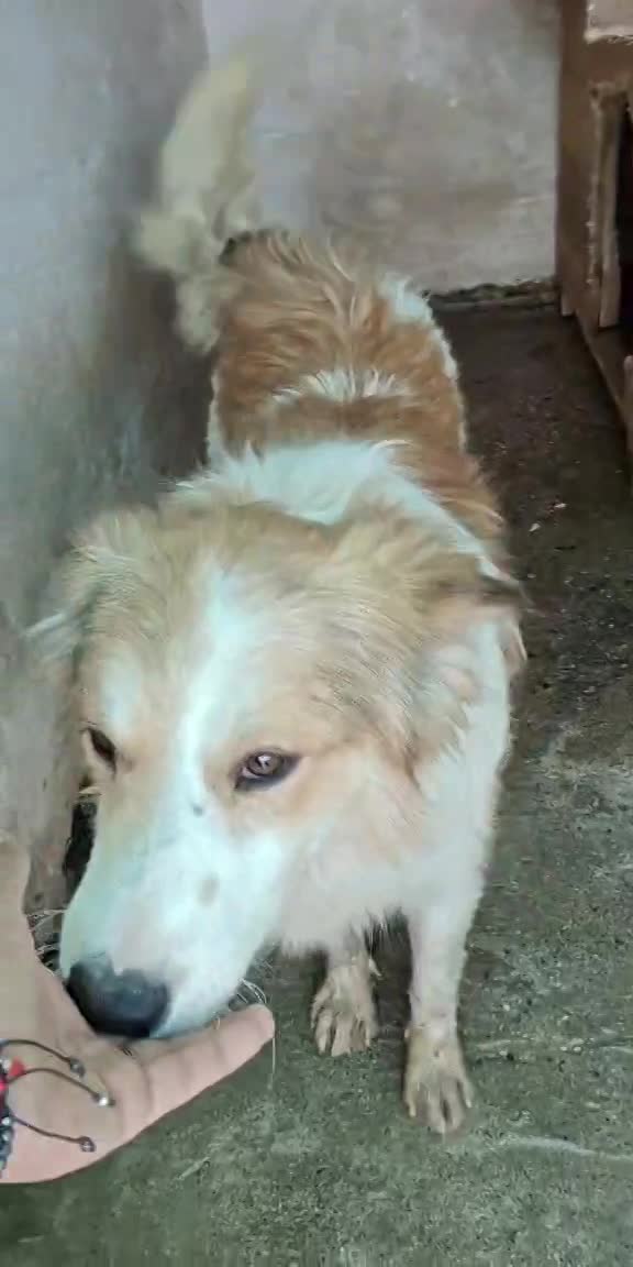 🐾 Finley – een zacht, slim en prachtig herdermixje 🐾