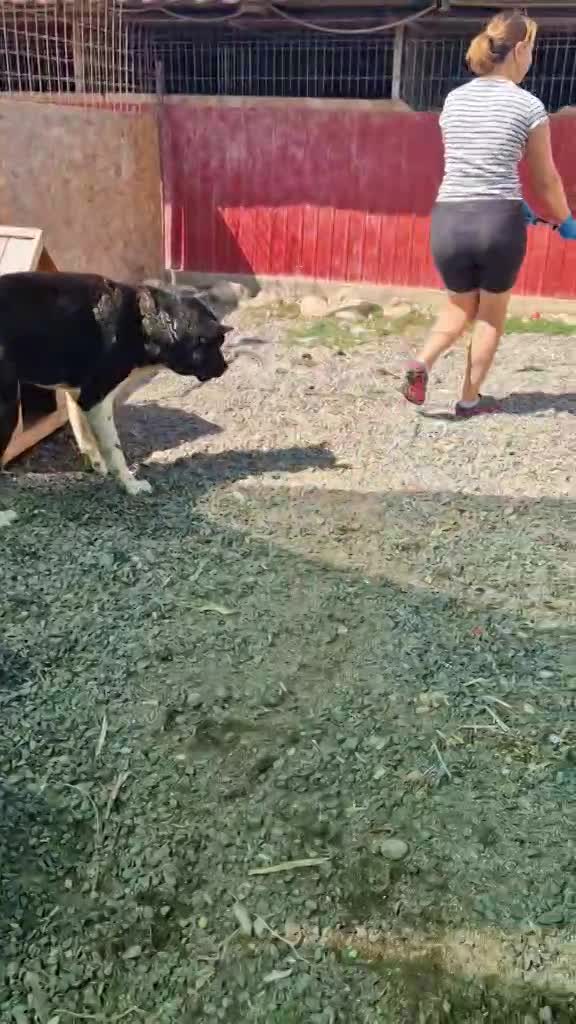 *** GERESERVEERD VOOR UK *** 💖 LAURA – Een compacte schoonheid met het hart van een Duitse Herder 💖