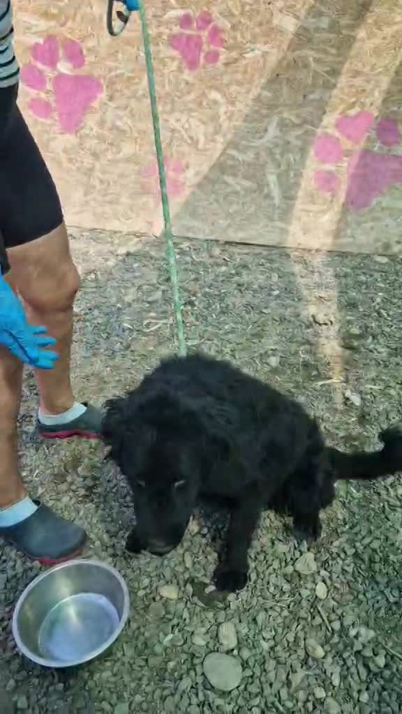 *** PRE RESERVATIE UK *** 💖 NORA – Vrolijk Noortje, een stralend zonnetje in een compact jasje 💖