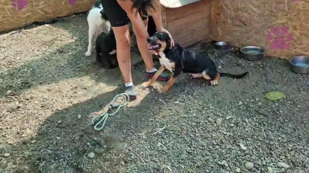 💖 STELLA – een zachte ziel die opnieuw mag stralen 💖