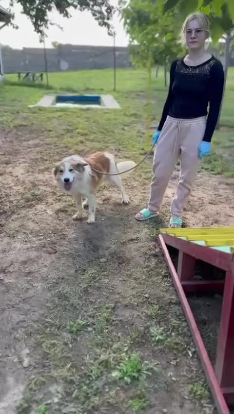 🐾 Finley – een zacht, slim en prachtig herdermixje 🐾