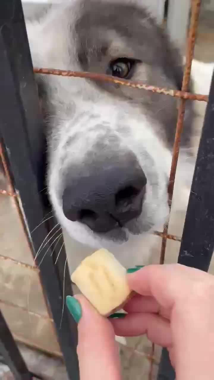 ✨ Bentley – een majestueuze ziel met een hart van goud ✨