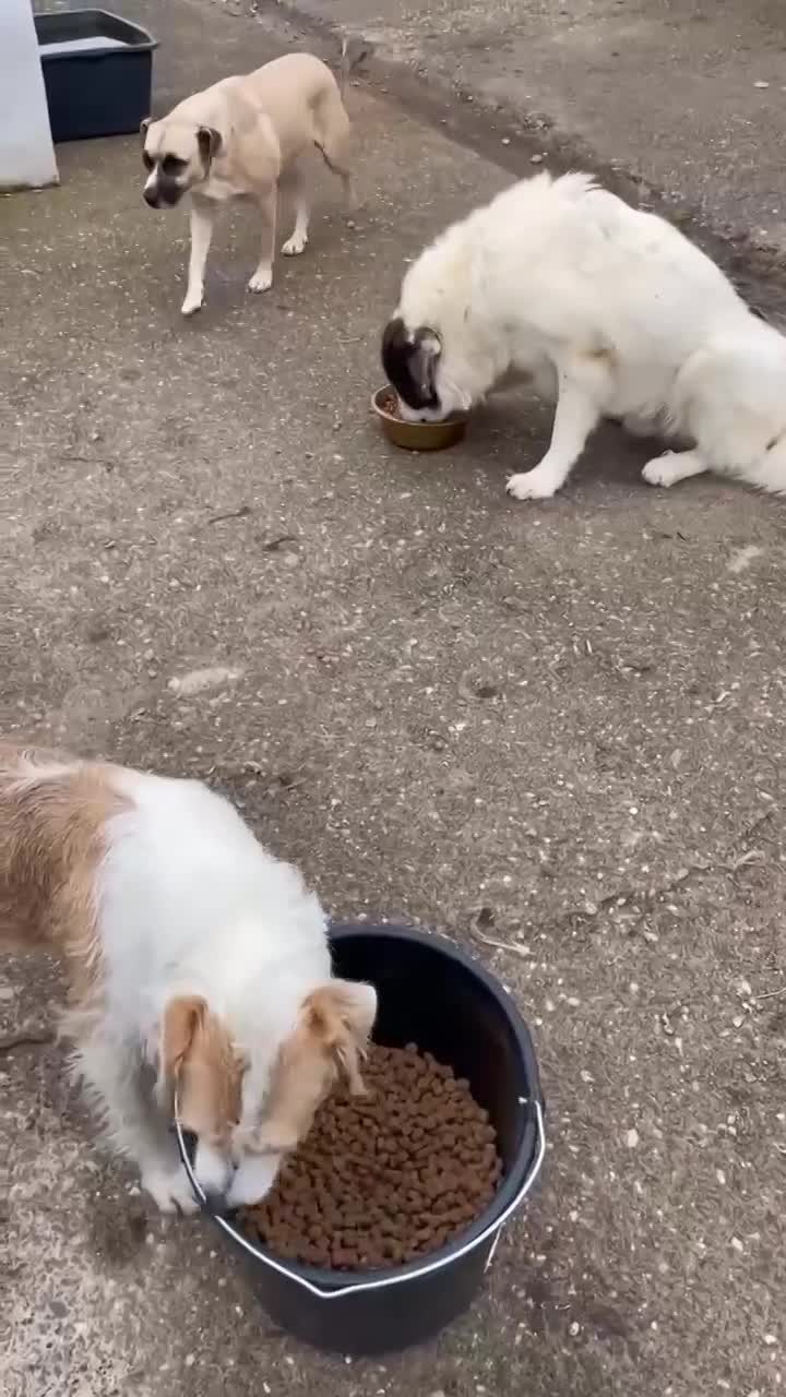 ✨ Bentley – een majestueuze ziel met een hart van goud ✨