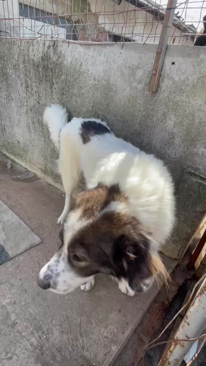 ✨ Bentley – een majestueuze ziel met een hart van goud ✨