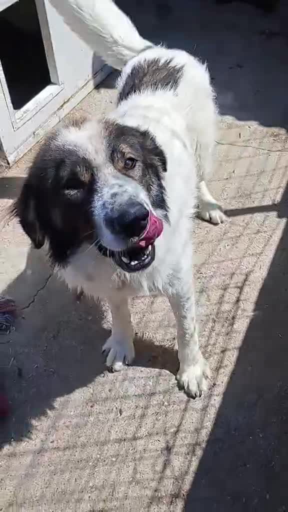 ✨ Bentley – een majestueuze ziel met een hart van goud ✨