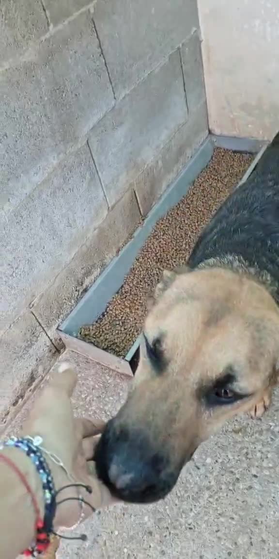 🐾 Billy – een zachte, jonge herderknaap met een groot hart 🐾