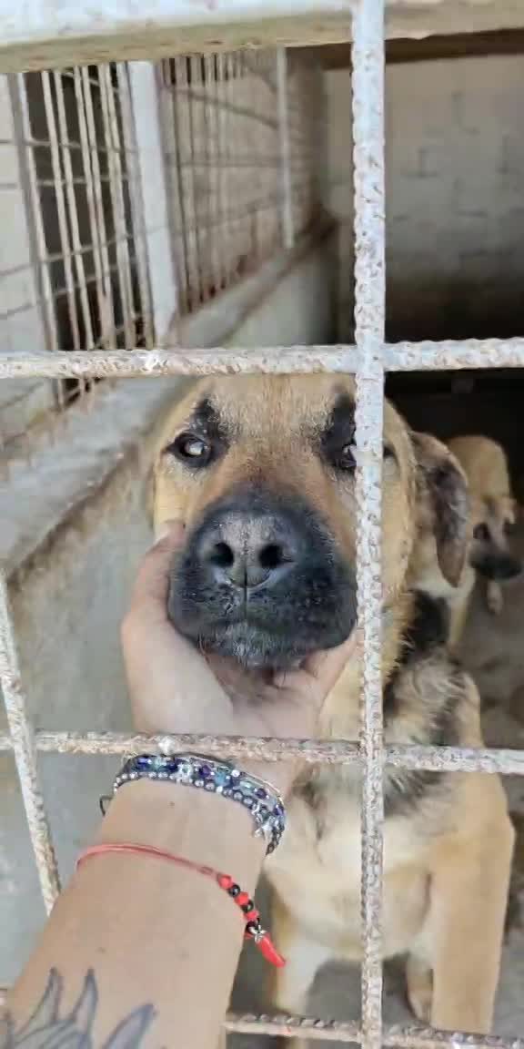 🐾 Billy – een zachte, jonge herderknaap met een groot hart 🐾