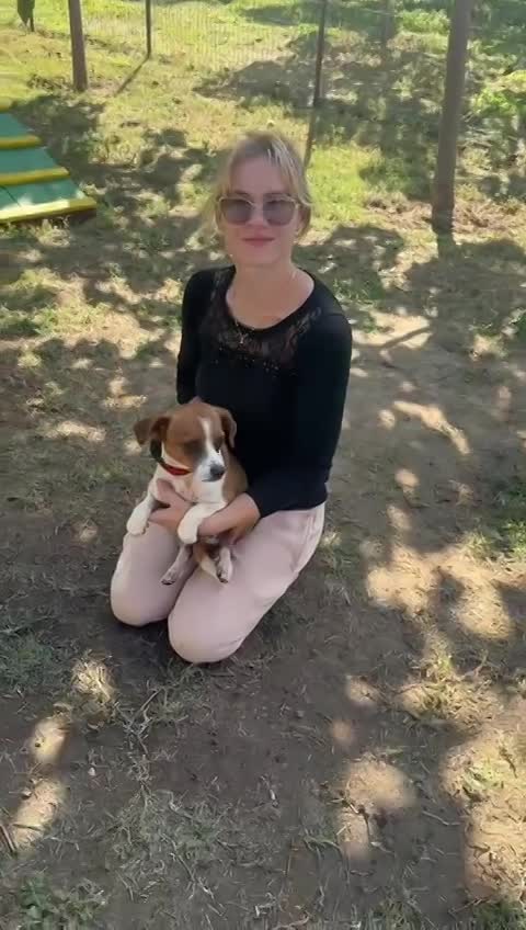 🐾 "JackChi" ventje Oetie Poetie – een teder klein zieltje op zoek naar warmte 🐾