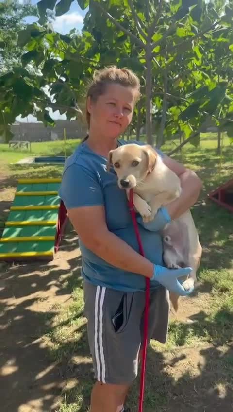🐾 Mini-Labrador’tje Toby – een teder klein zieltje met een gouden blik 🐾