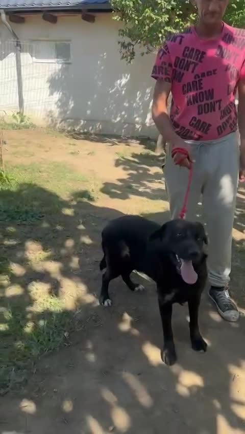 🐾 Dougie – een slimme, zachte Labrador-mix met een groot hart 🐾