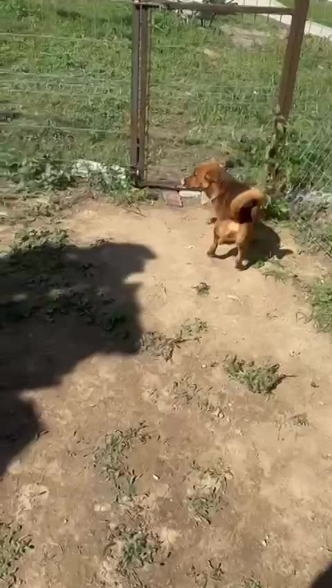 🐾 Fonzy – een klein ventje met een groot hart 🐾