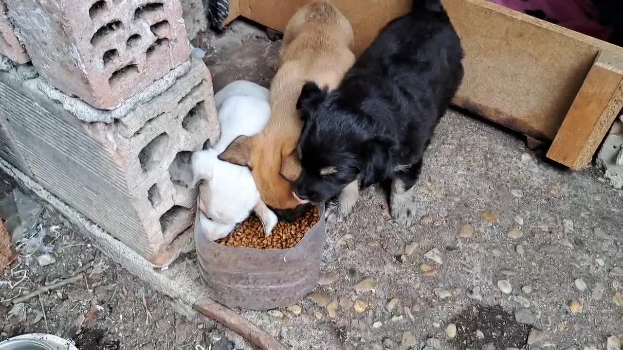 🐾💛 Tatiana "Tatty" – teder, lief en klaar voor haar eerste échte leven 🐾