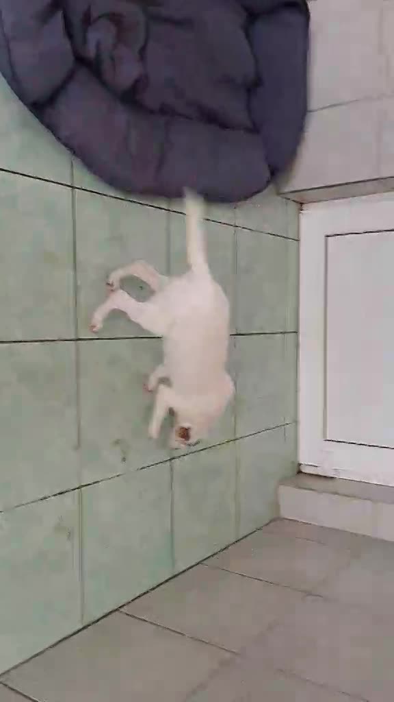 🐾💛 Tatiana "Tatty" – teder, lief en klaar voor haar eerste échte leven 🐾