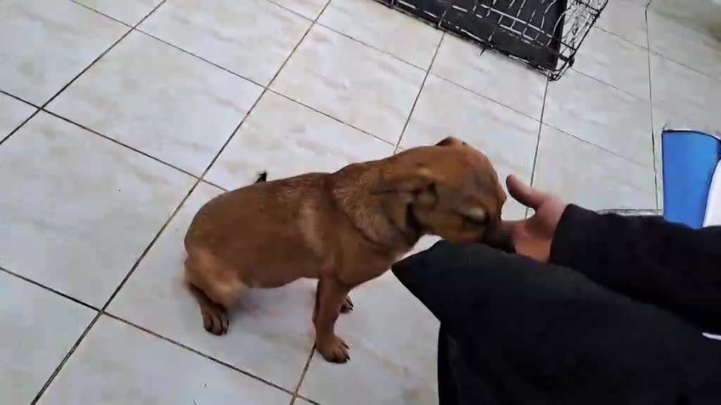 🐾💛 Tinka – zacht, lief en klaar voor een leven vol liefde 🐾