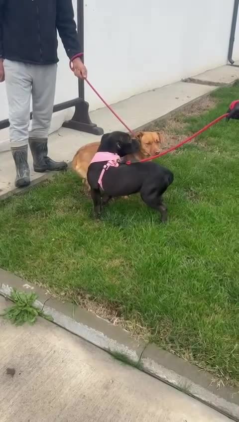 🐾 Mokka – een klein ventje met een zachte ziel 🐾