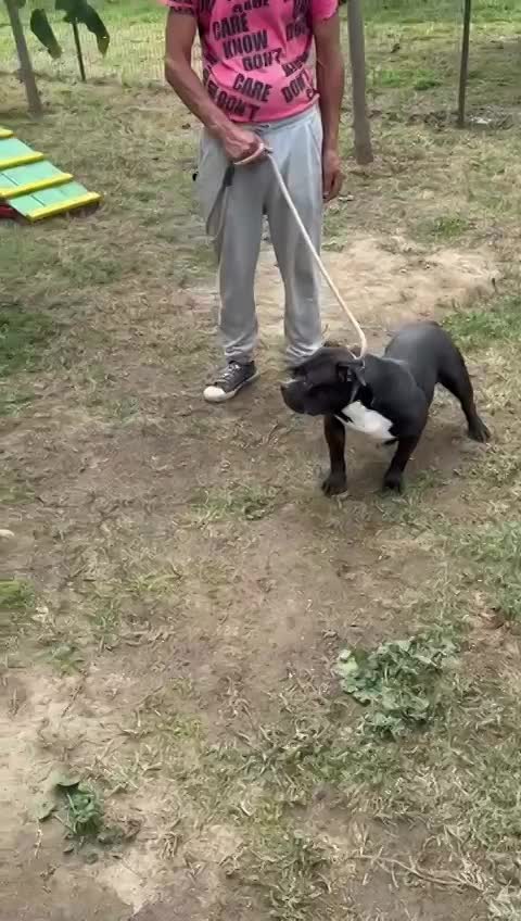 🌸 C H A R L O T T E   (L O T J E) 🌸