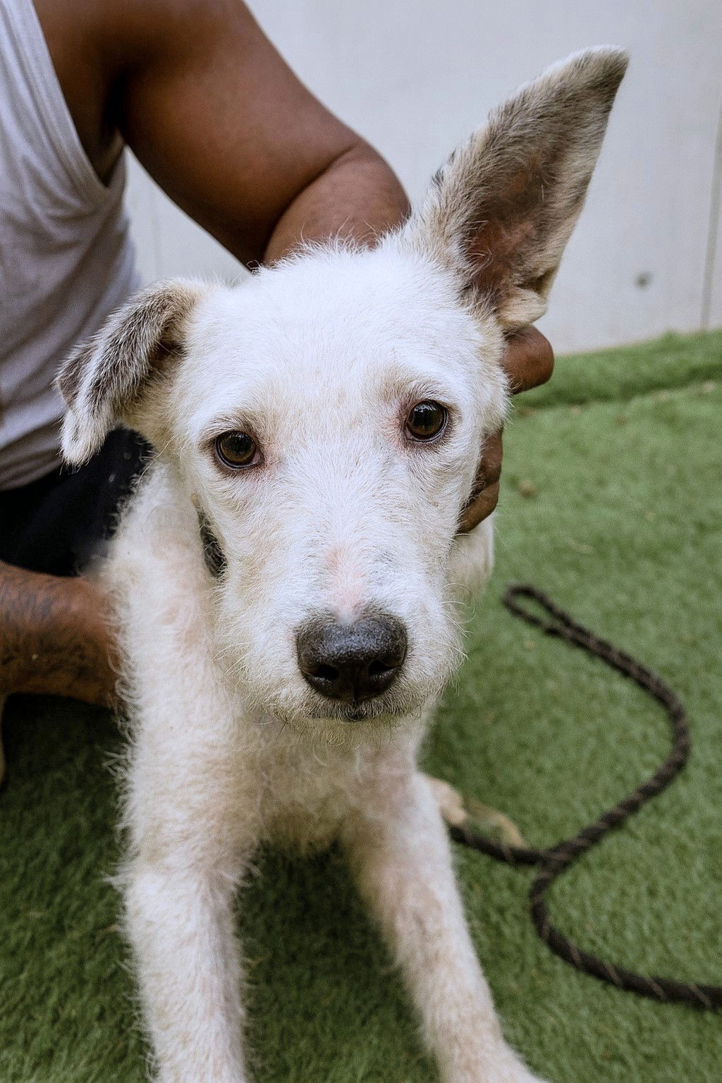 *** RESERVED FOR UK *** POPPY