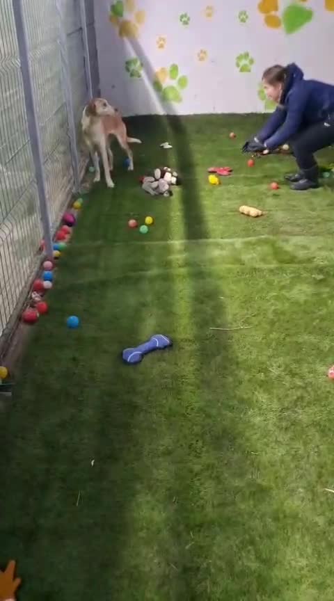 🐾 Luna – een klein Labrador-achtig meisje dat verlangt naar liefde ❤️