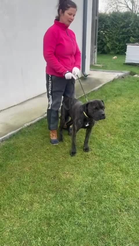 🐾 Binky – een grote jongen met een nog groter hart 🐾