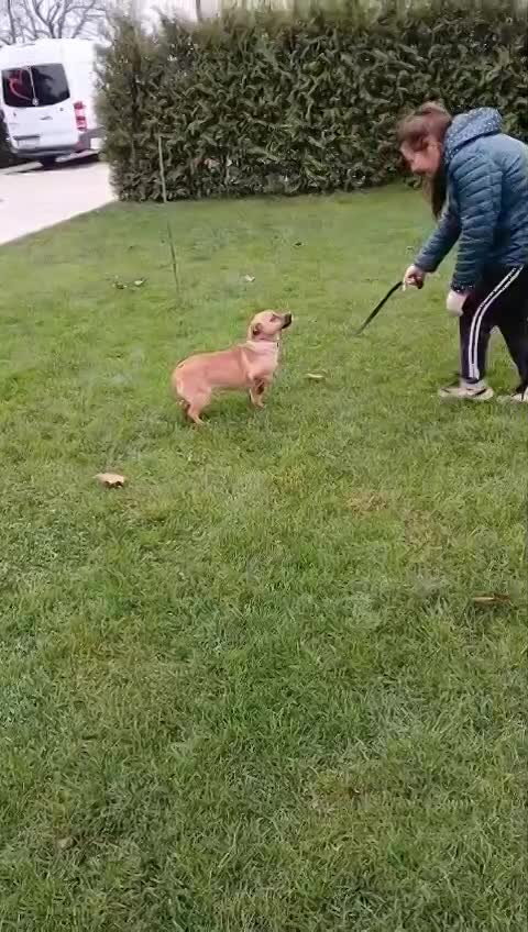 🐾 Kleine Duggie – een vrolijk ventje met een groot hart 🐾