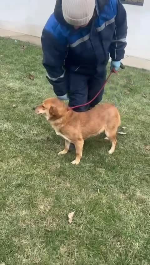 🌸 Yumi: zachte blik, teder hart, pure vreugde 🐾