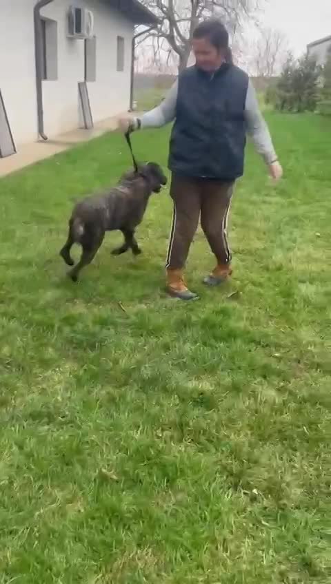 Marley 🐾✨ Een hart dat zó graag gekozen wil worden…